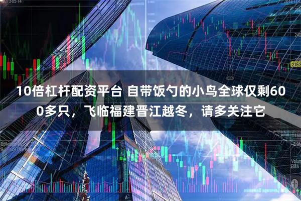 10倍杠杆配资平台 自带饭勺的小鸟全球仅剩600多只，飞临福建晋江越冬，请多关注它