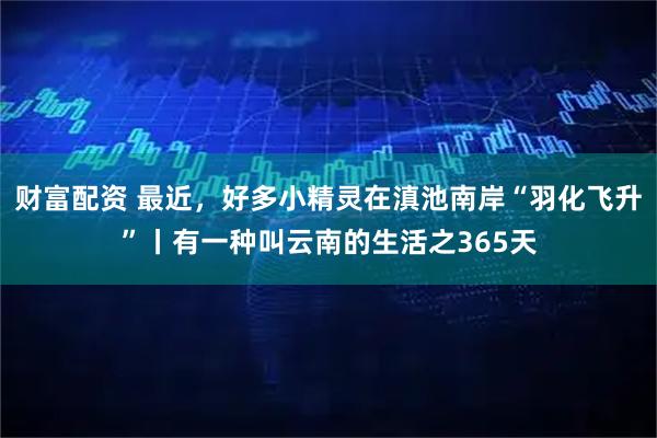 财富配资 最近，好多小精灵在滇池南岸“羽化飞升”丨有一种叫云南的生活之365天